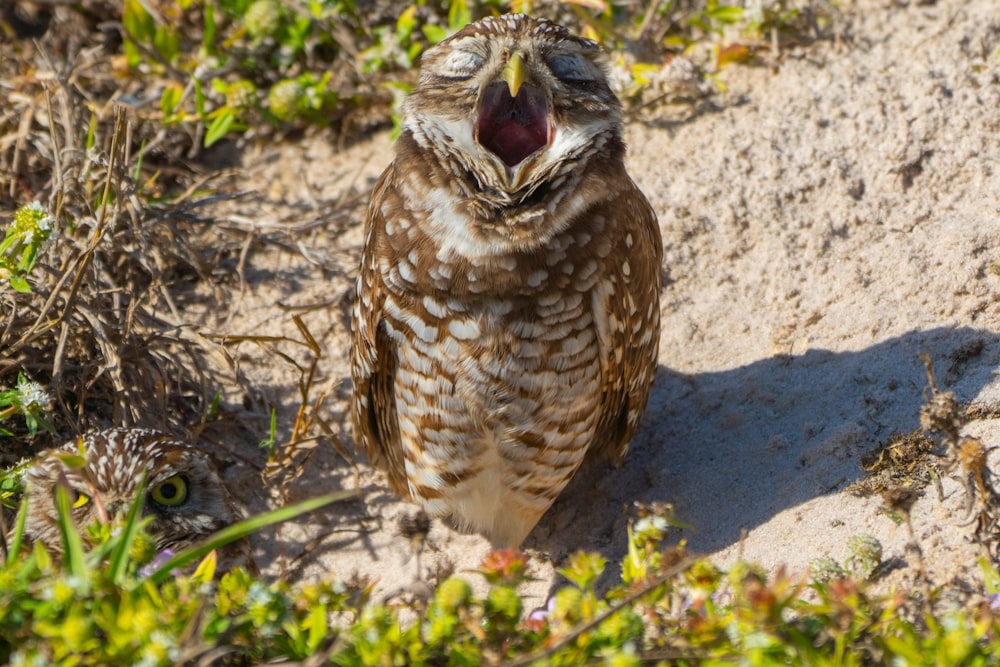 an owl with its mouth open and it's mouth wide open