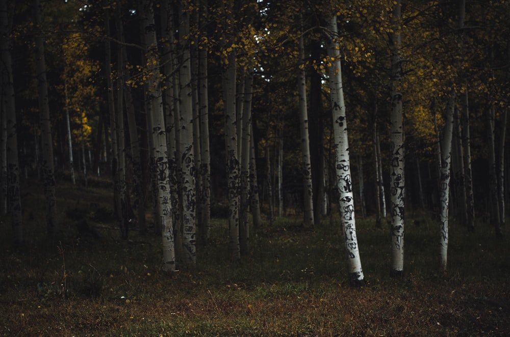 a grove of trees with yellow leaves on the ground