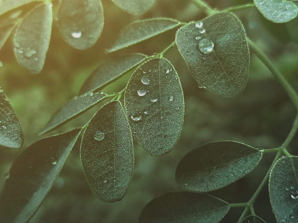 a close up of a leaf with water droplets on it