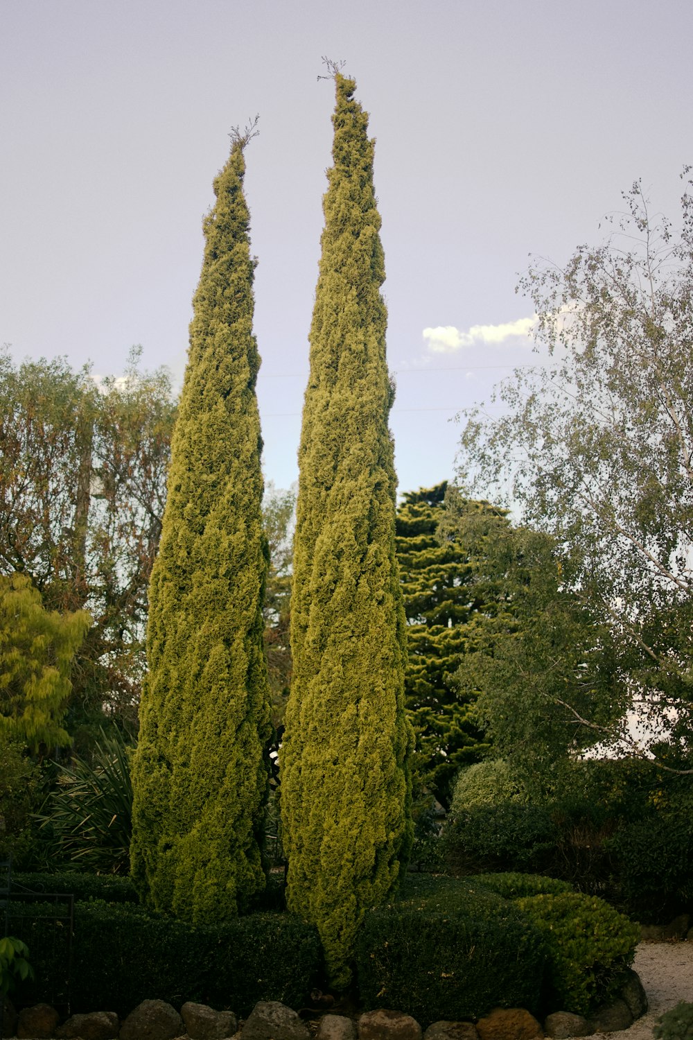a couple of tall trees sitting next to each other