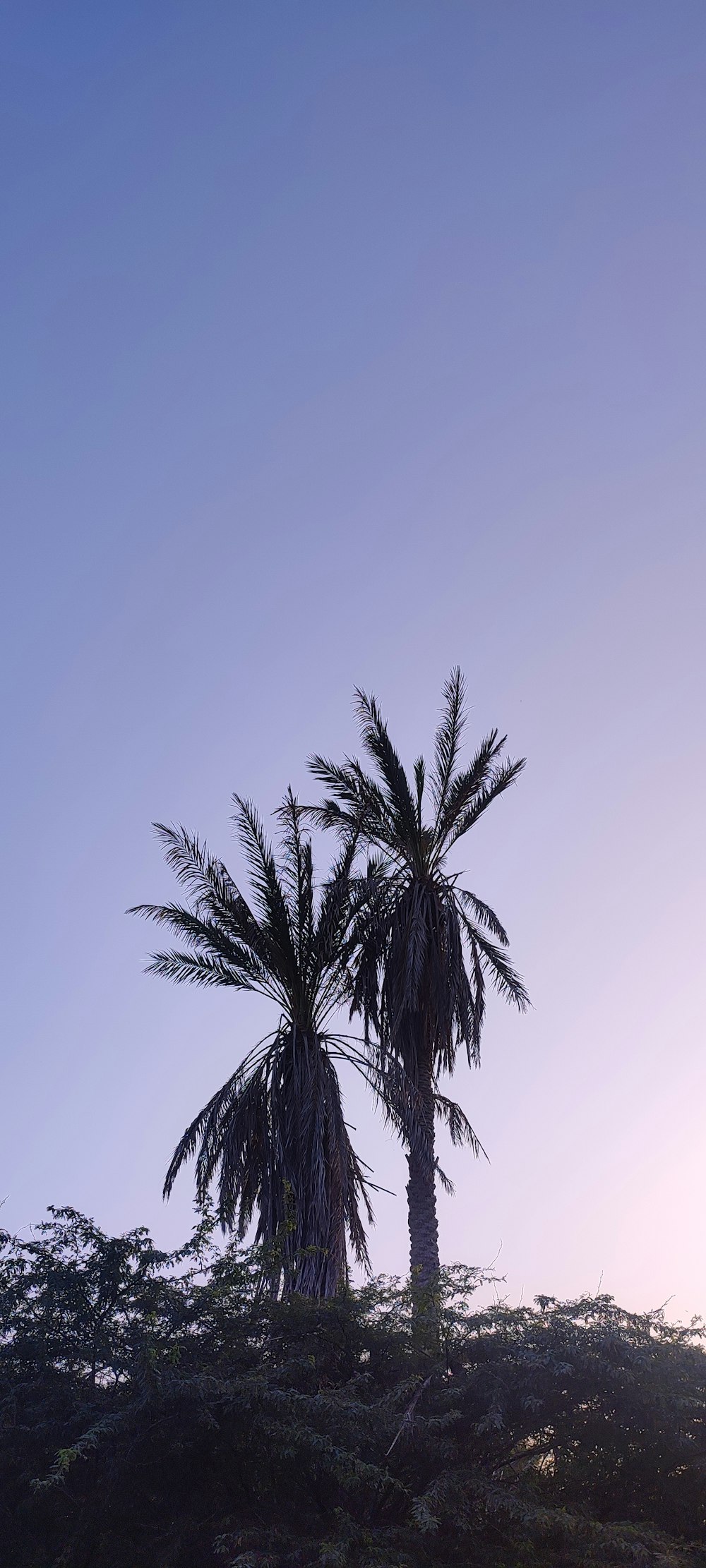 a couple of palm trees sitting on top of a hill
