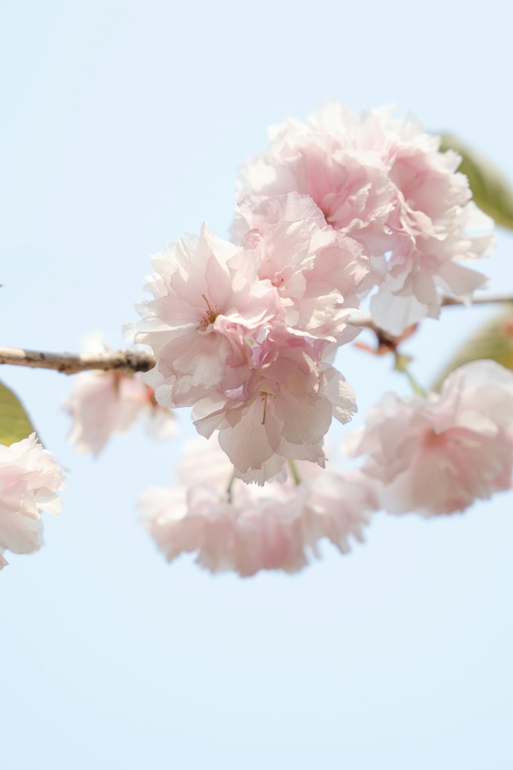 a branch of a tree with pink flowers