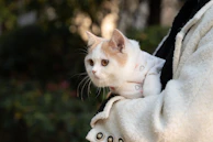 A small cat modeled in a cozy pink hoodie with playful paw prints.