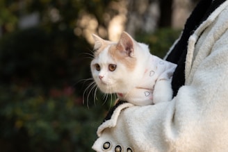 A fluffy white cat with orange markings and a round face is cradled in someone's arms. The cat is wearing a cute sweater adorned with small heart patterns. The background is a soft-focus of a green, natural setting, suggesting an outdoor environment.