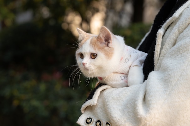 A heartwarming photo of a cat being adopted by a loving family.