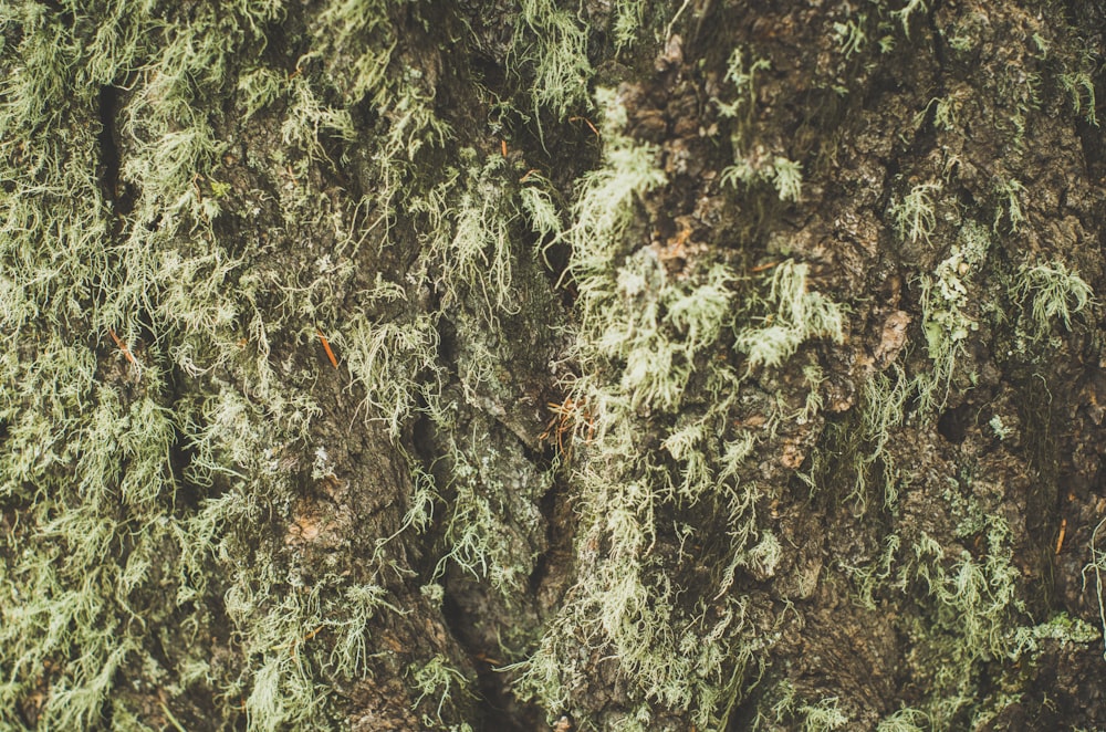 a close up of a tree with moss growing on it