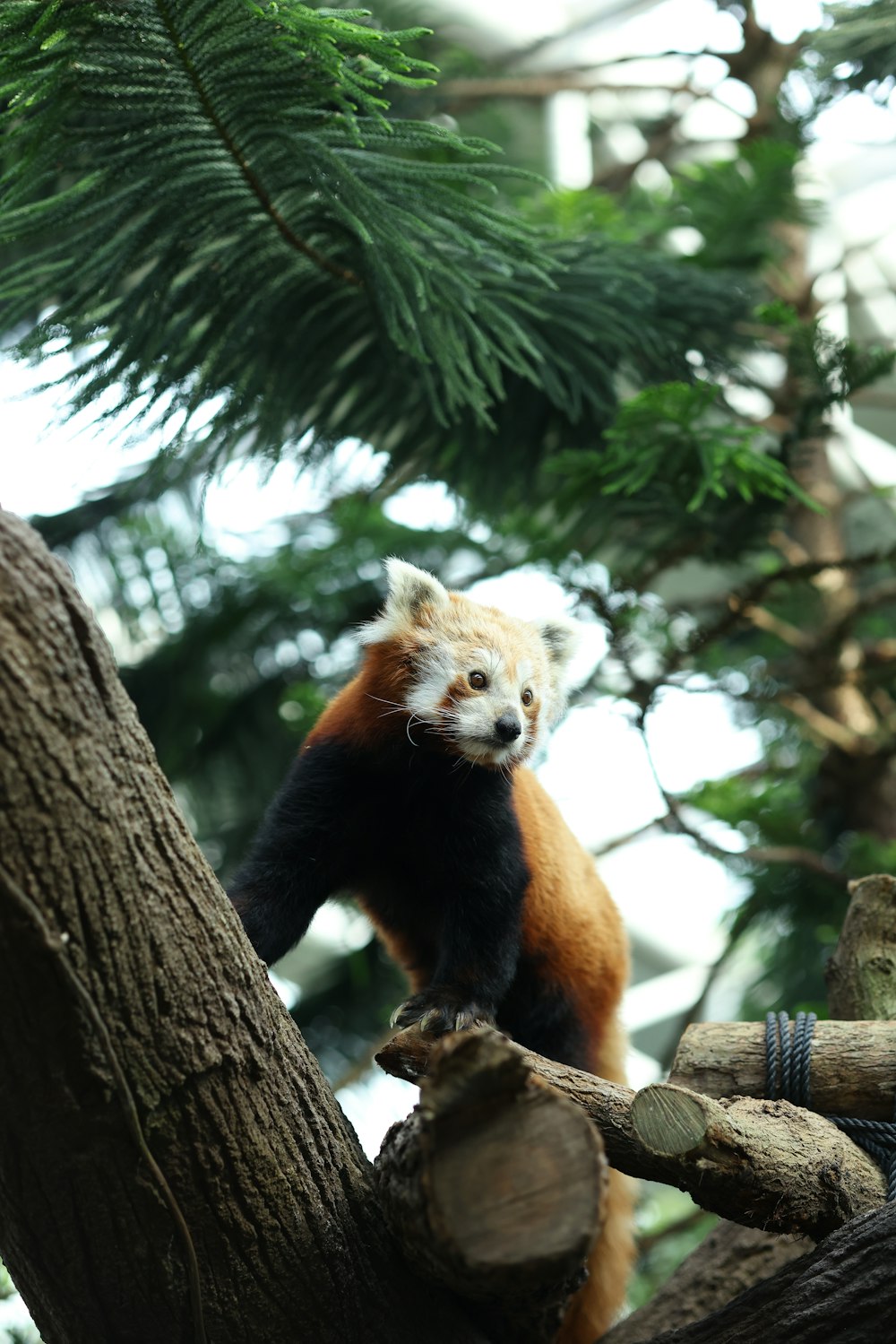 a red panda climbing up a tree branch