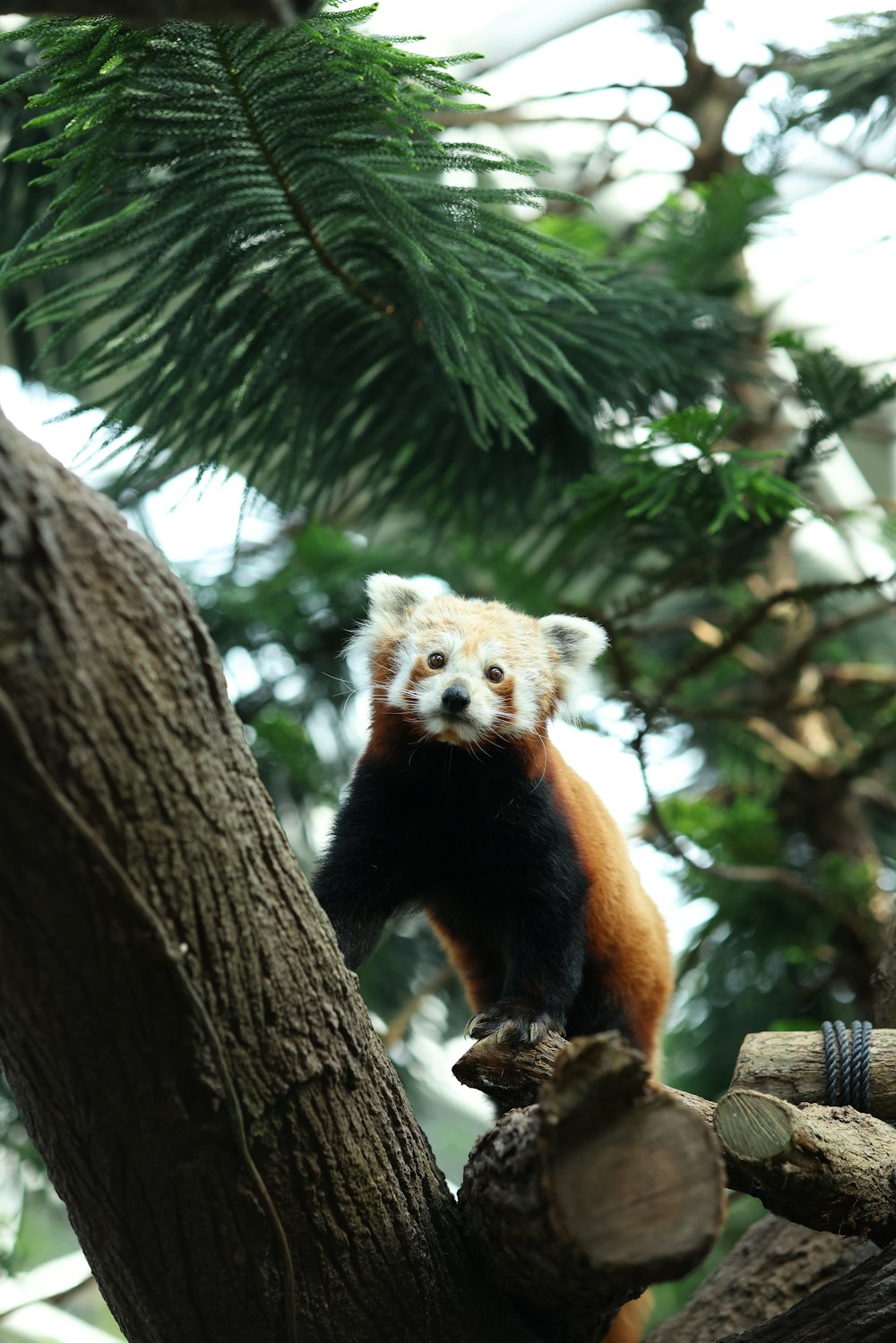 a red panda climbing up a tree branch