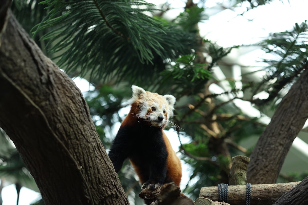 a red panda climbing up a tree branch