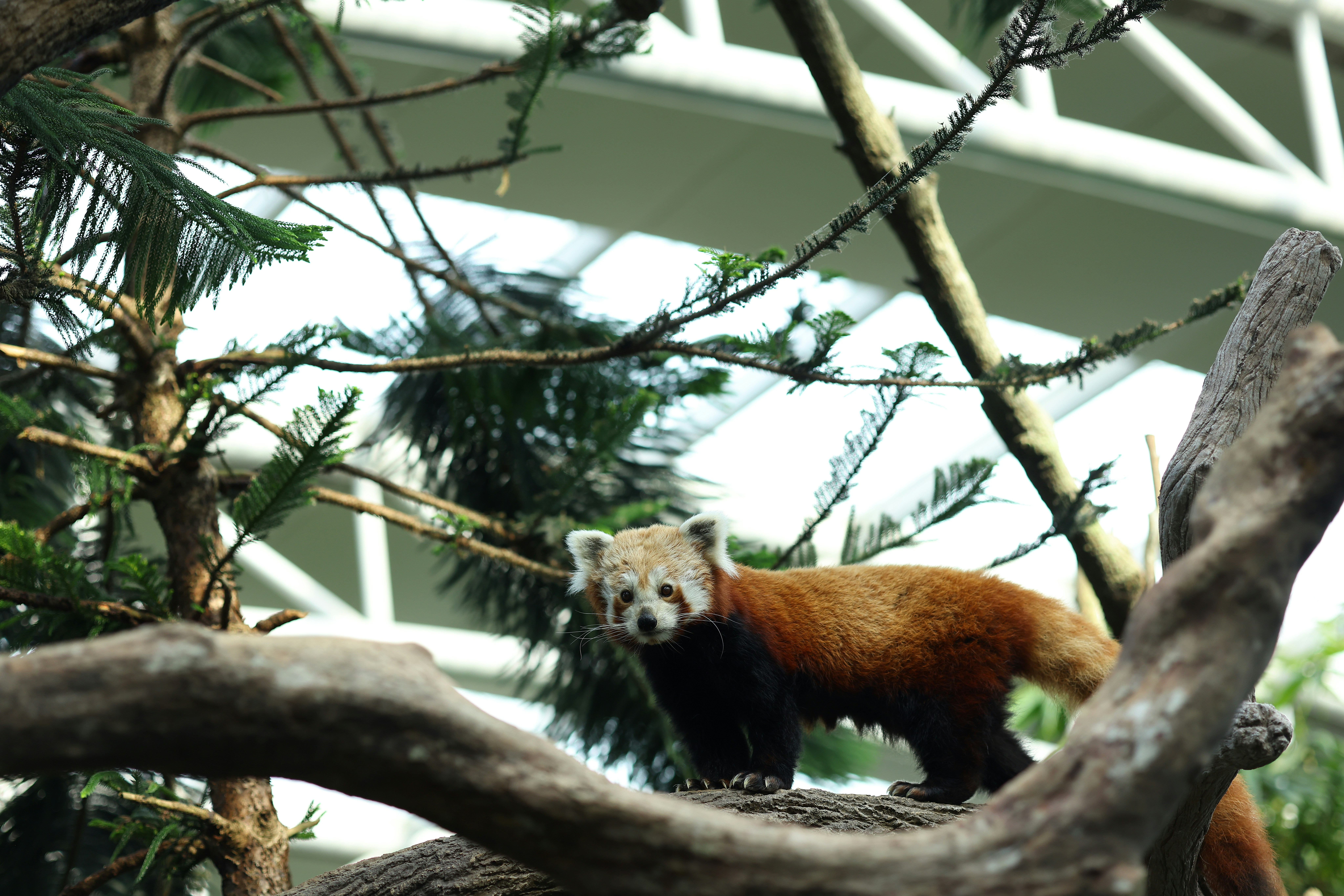 red panda