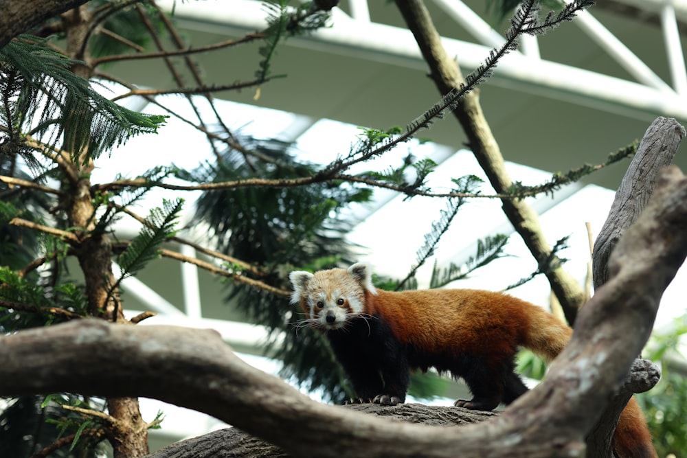 a red panda standing on top of a tree branch