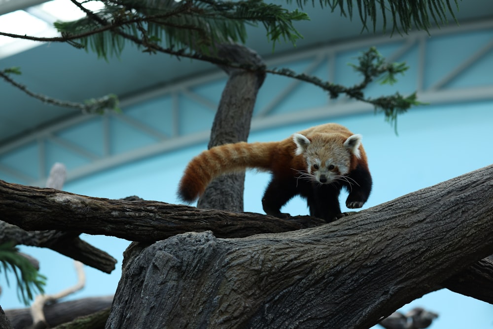 a red panda climbing up a tree branch