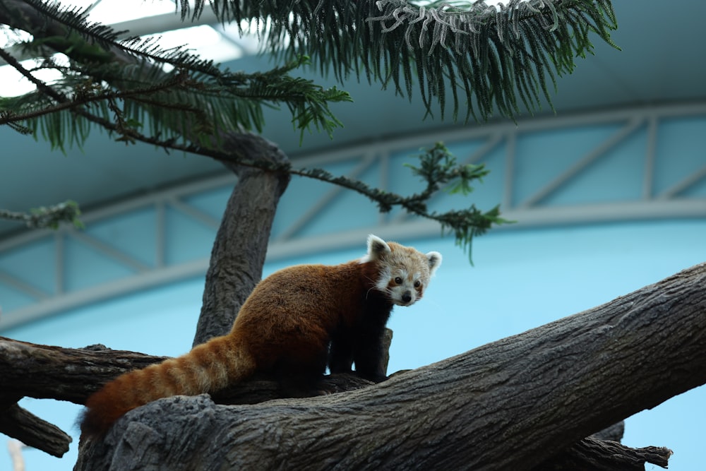 a red panda sitting on top of a tree branch