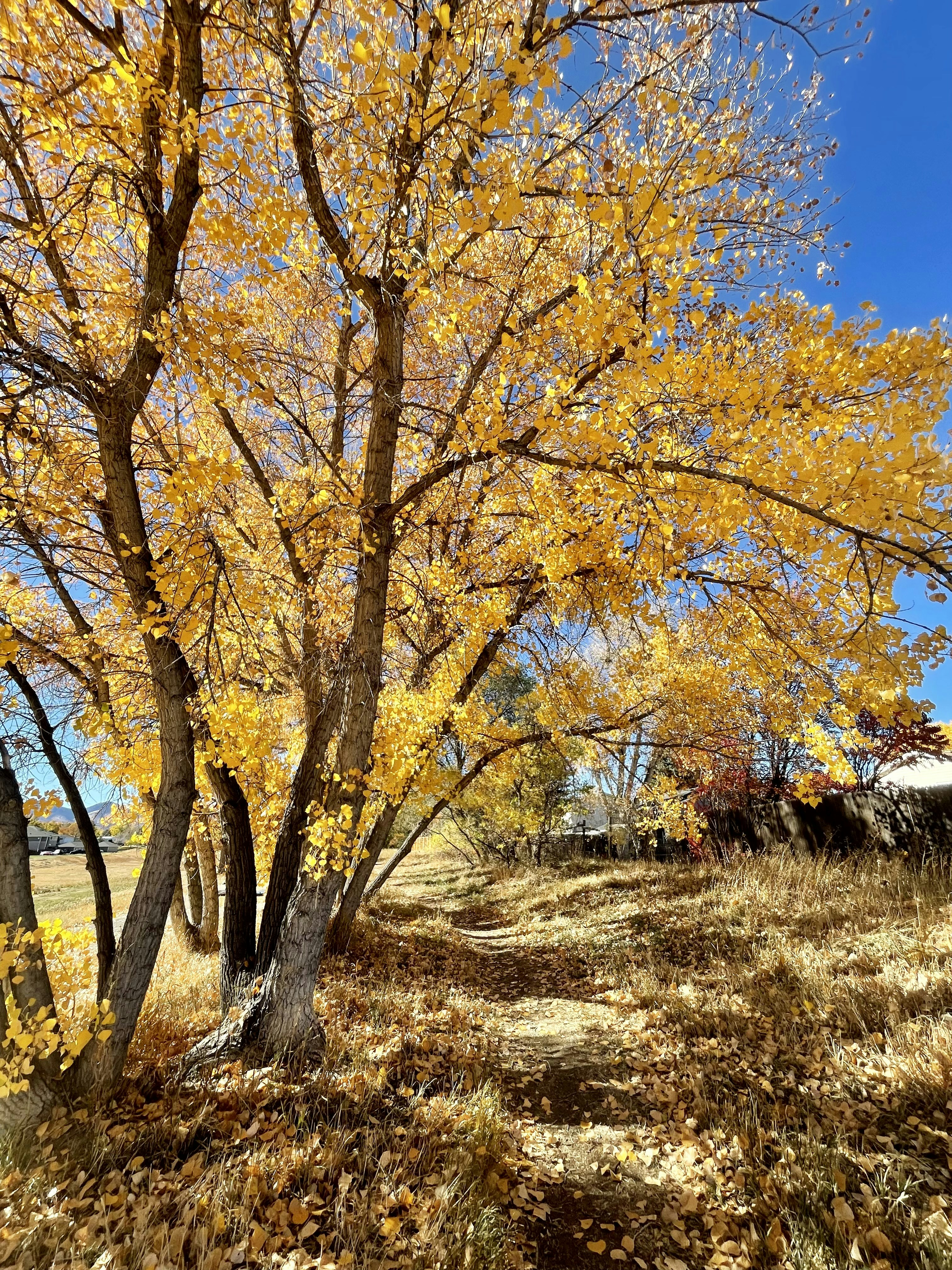 a tree with yellow leaves in a field