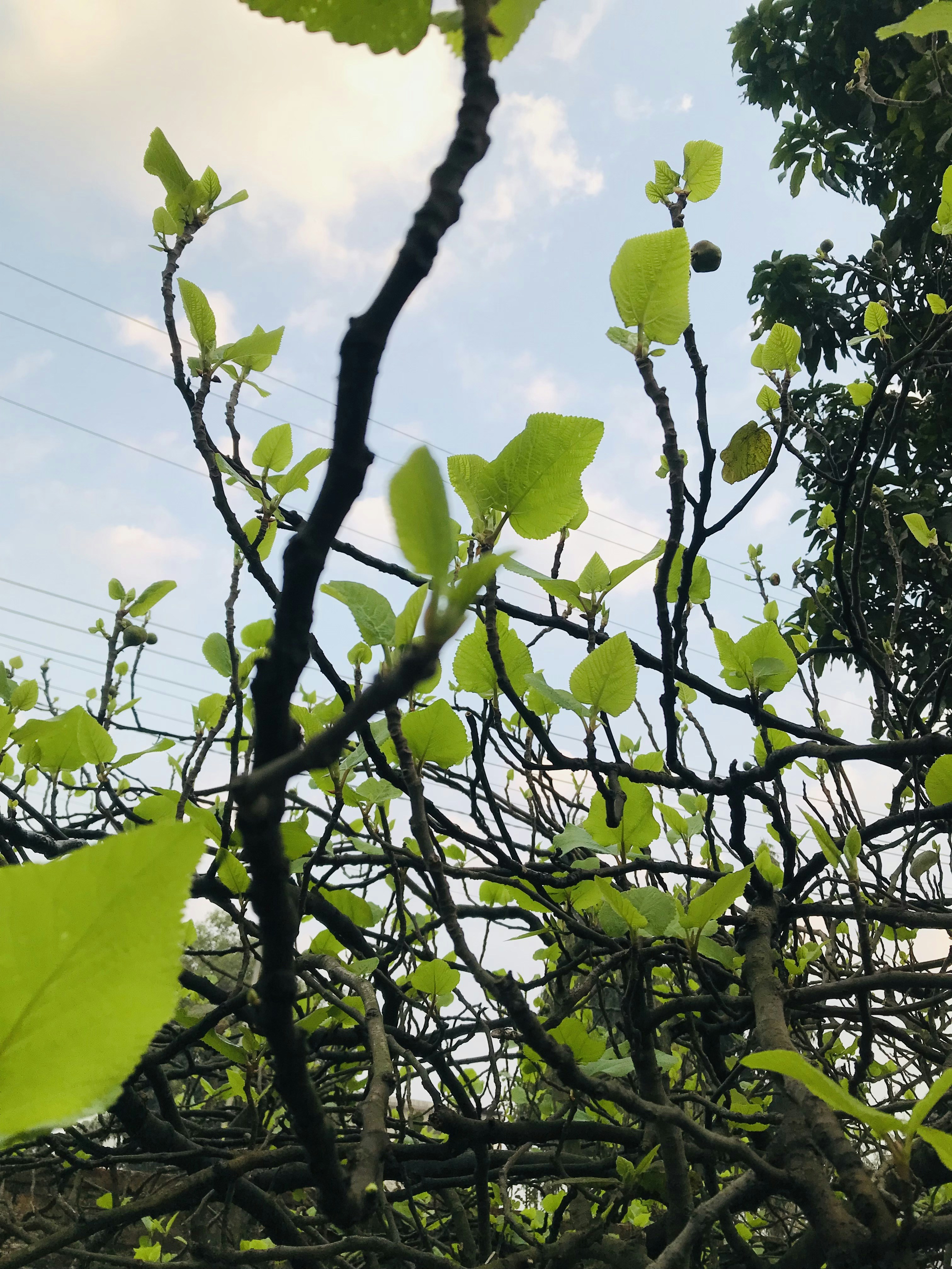 the branches of a tree with green leaves