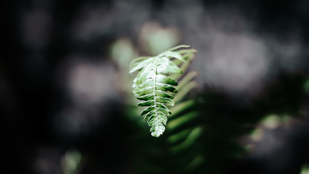 a fern leaf is seen through the leaves of a tree