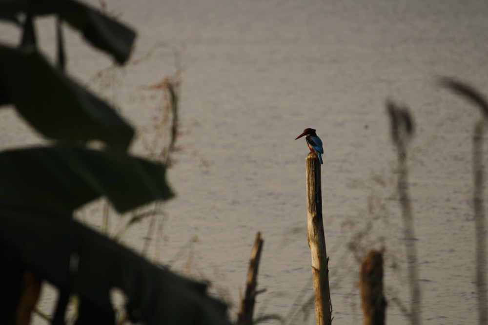 a bird perched on a wooden post in front of a body of water