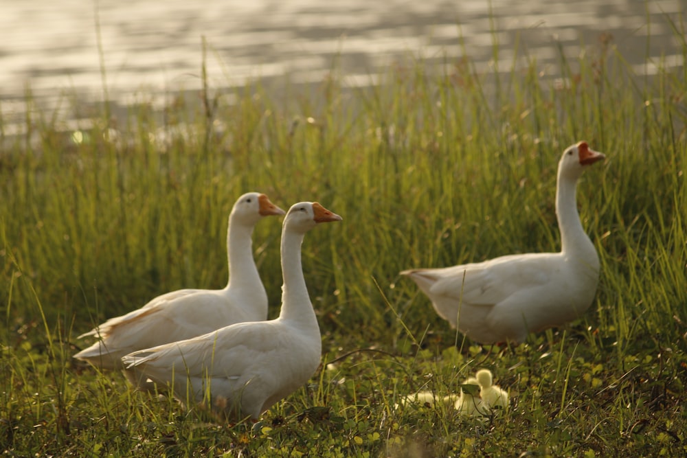 a group of ducks walking through a grass covered field