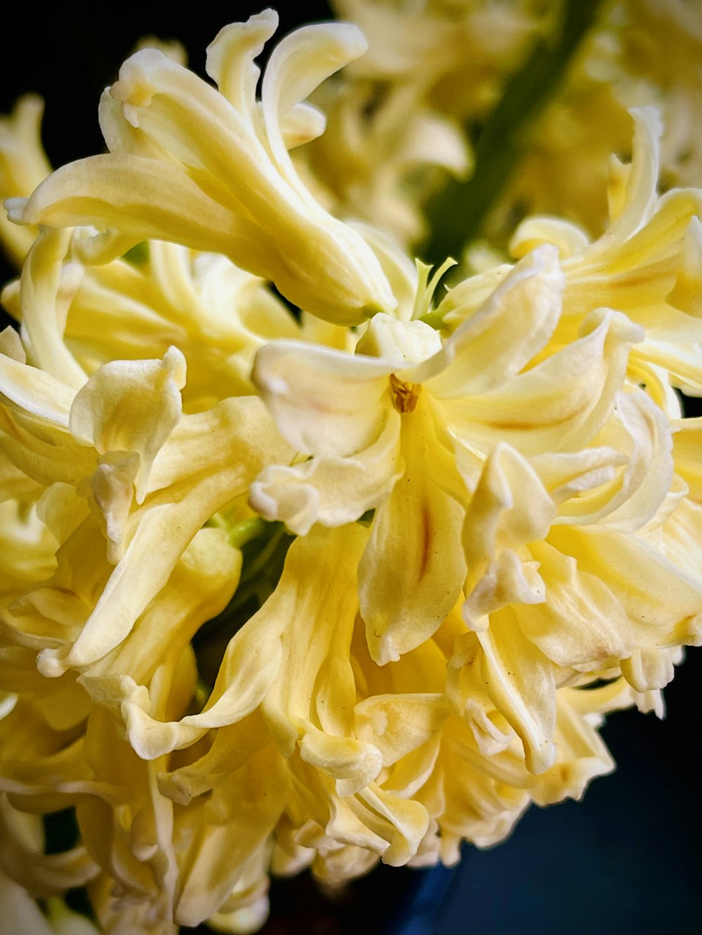 a bunch of yellow flowers in a vase