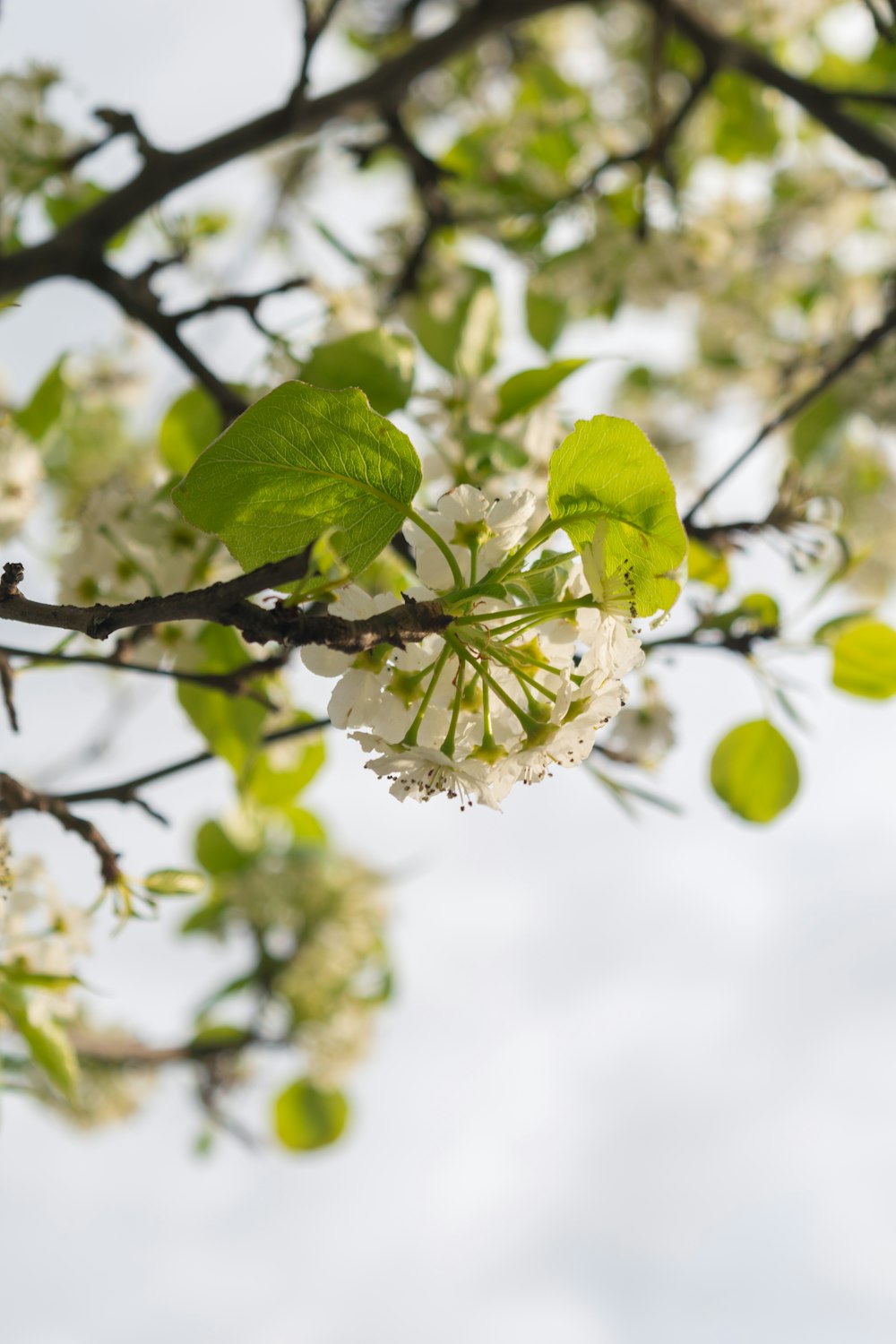 a tree with white flowers and green leaves