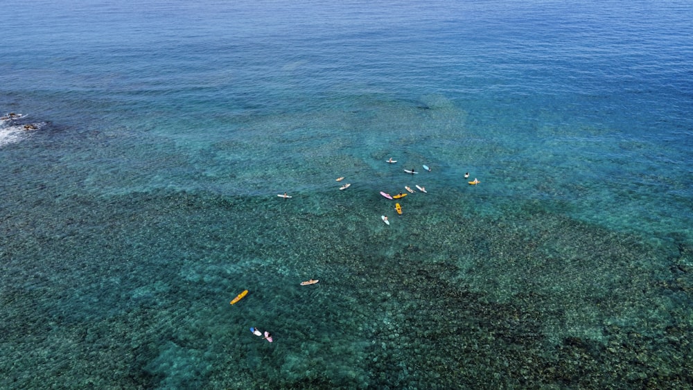 a group of people riding paddle boards on a body of water