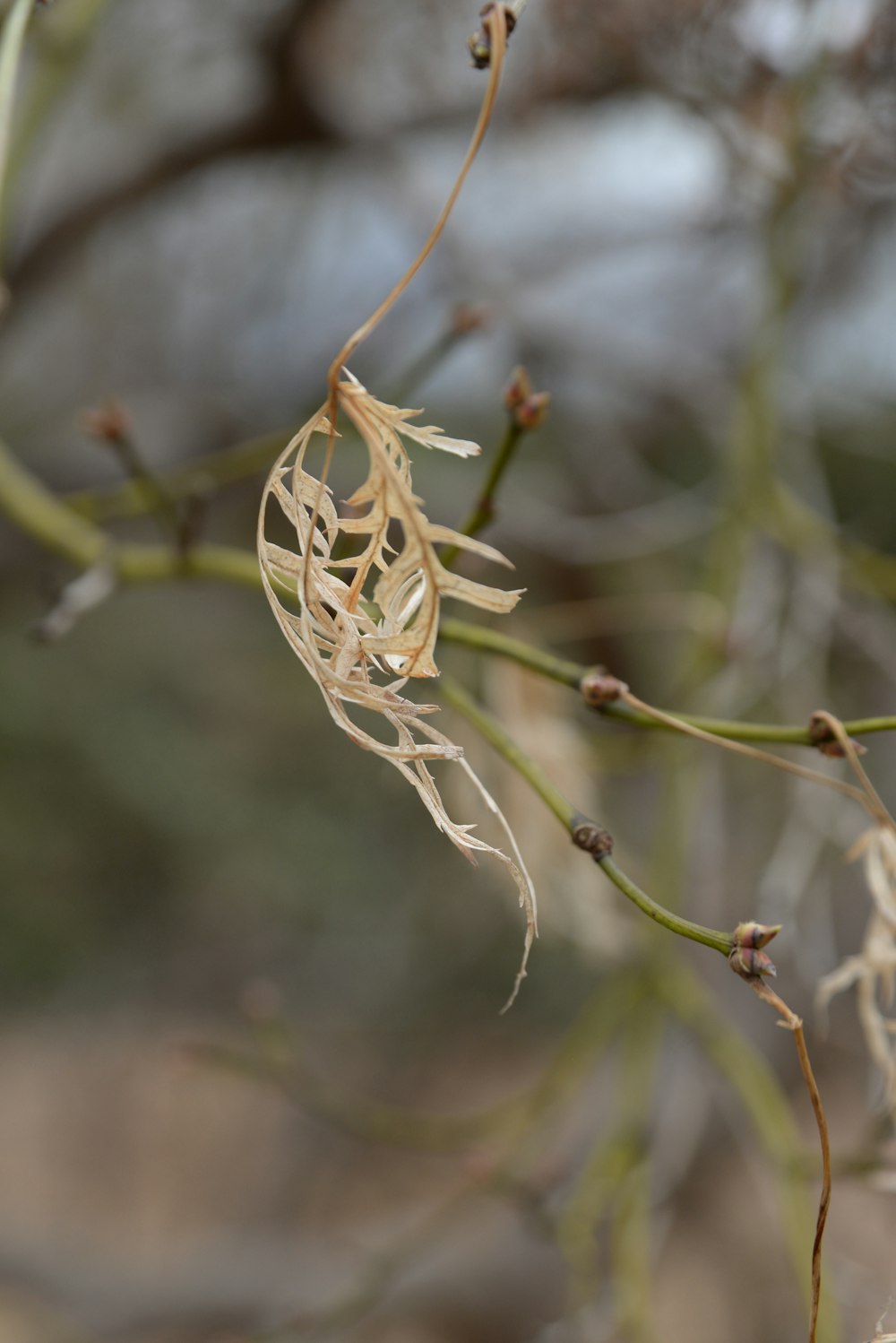 a close up of a tree branch with small leaves