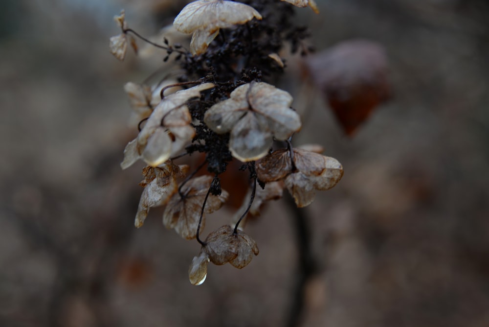 a close up of a plant with small leaves