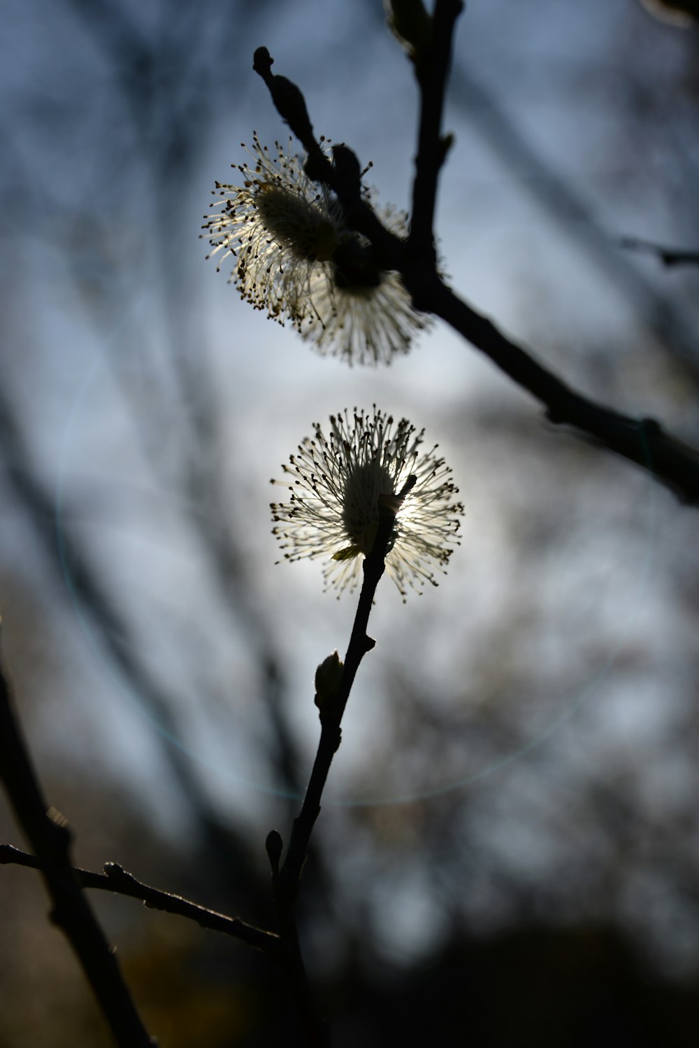 a close up of a plant with a sky background