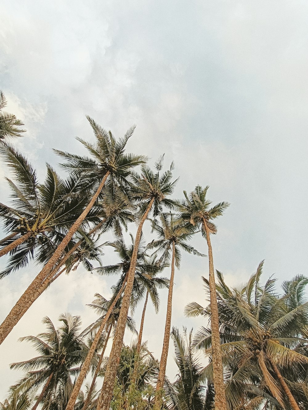 a group of palm trees with a cloudy sky in the background