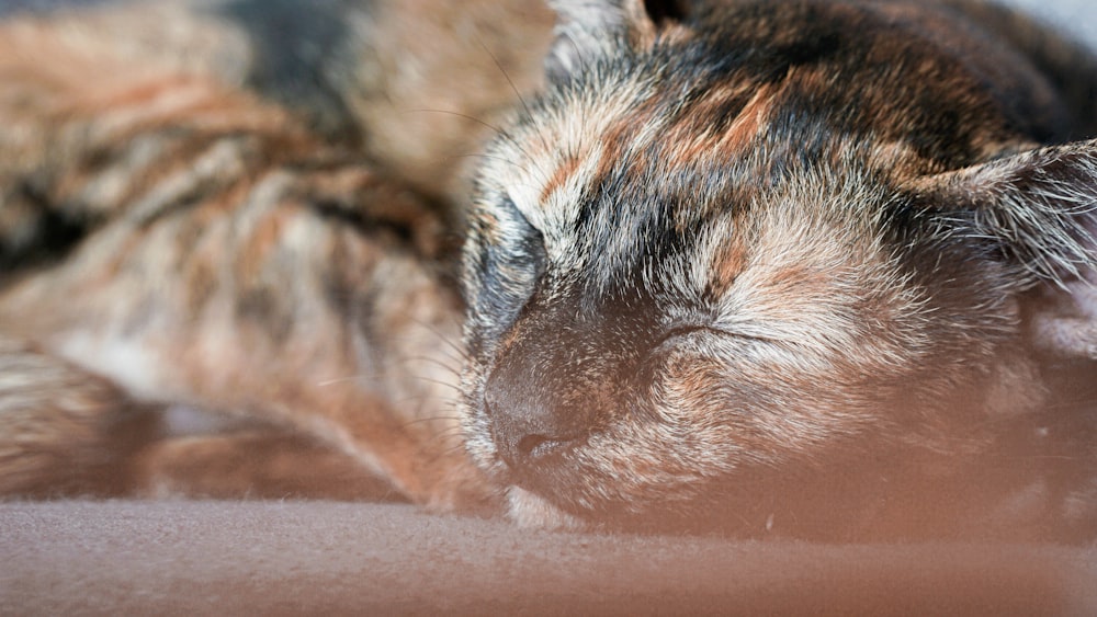 a close up of a cat sleeping on a floor