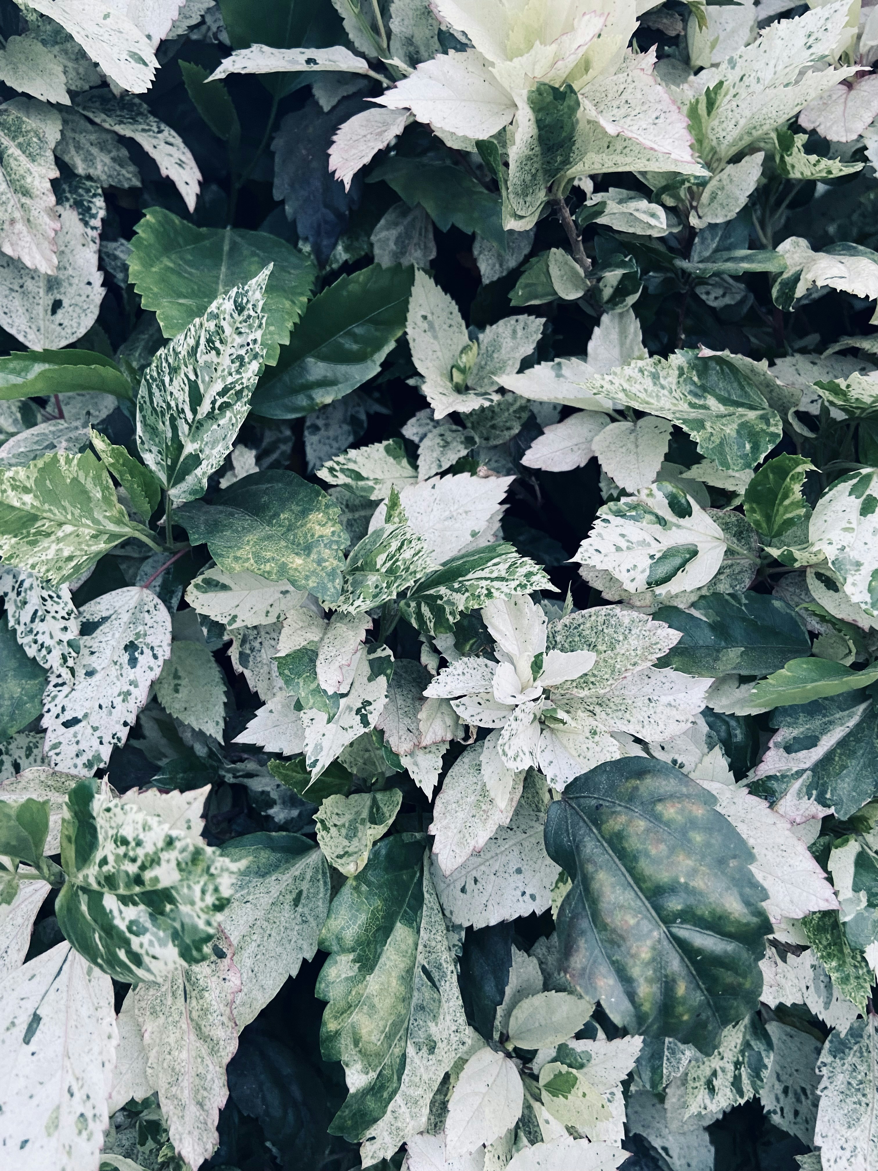 Photo by mohitp9
