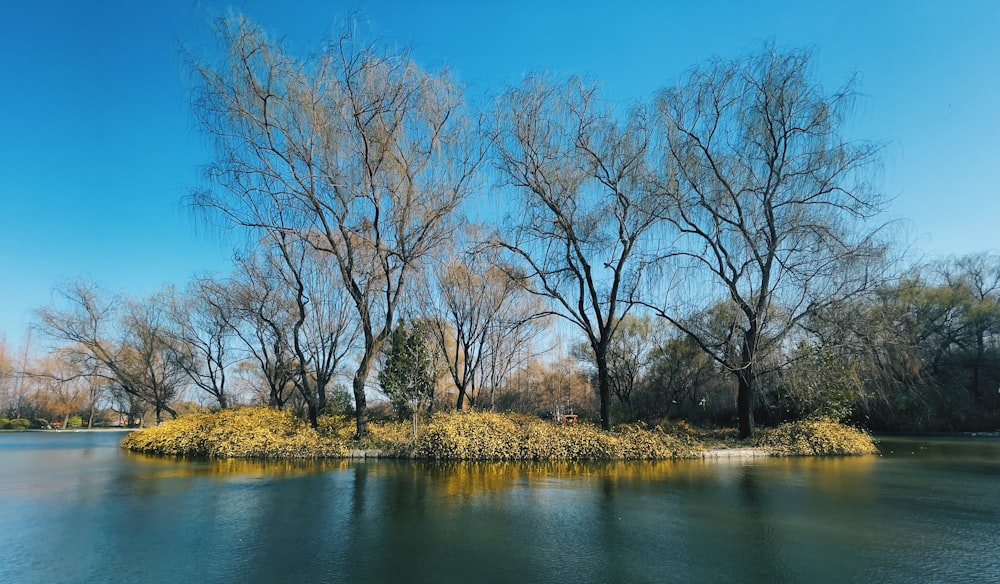 a body of water surrounded by trees and bushes