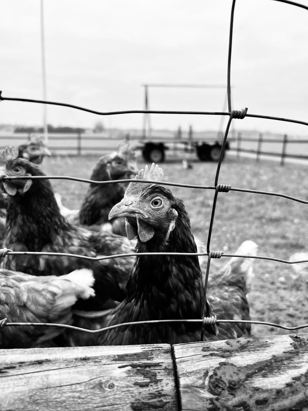 a group of chickens standing behind a wire fence
