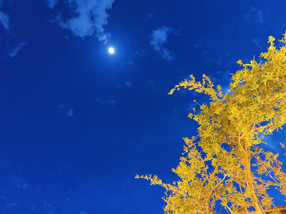 a full moon is seen in the sky above a tree