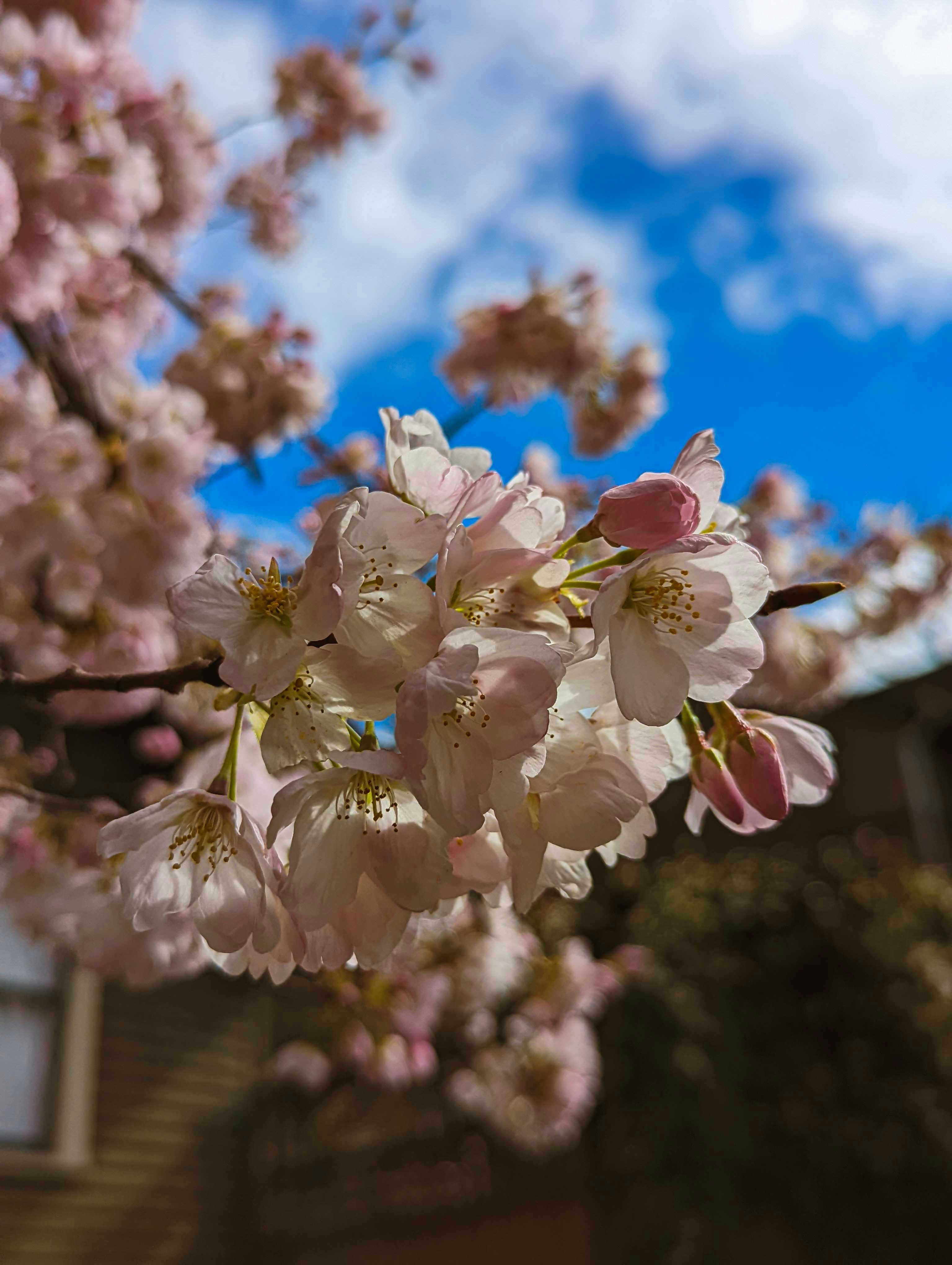 a close up of a tree with pink flowers