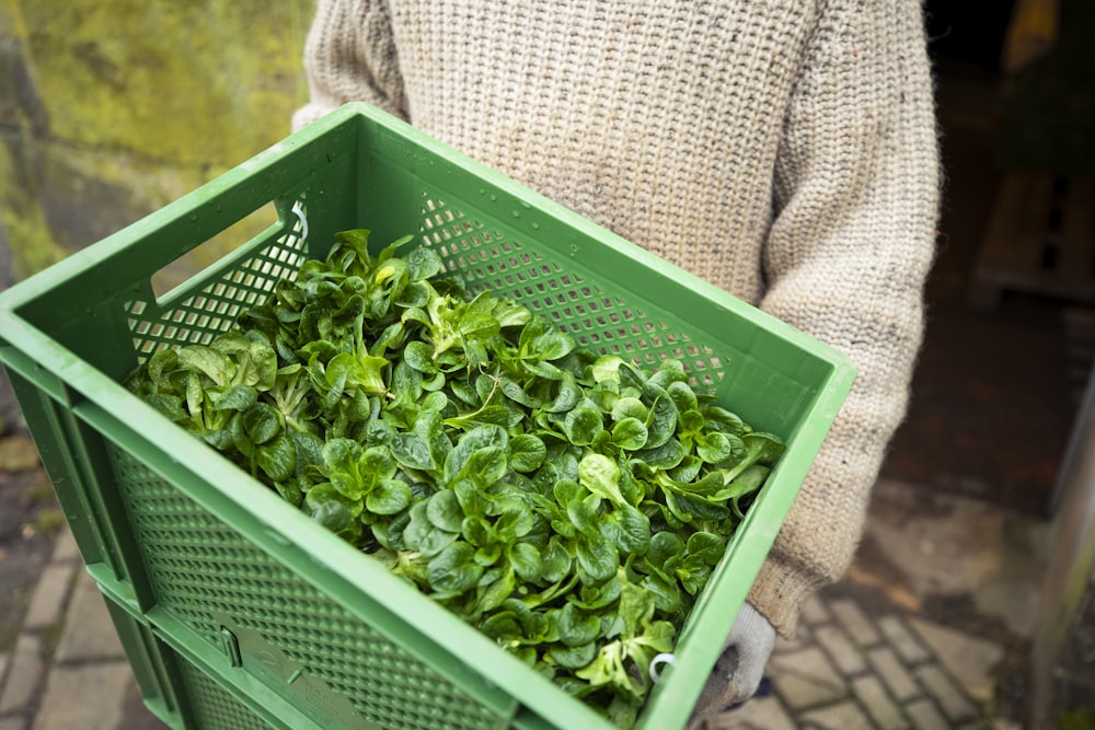 a person holding a basket full of green plants