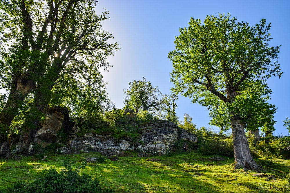 a grassy area with trees and rocks on a sunny day