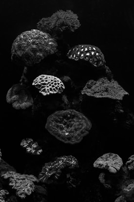 A variety of corals with intricate textures and patterns are displayed against a dark background. The corals exhibit different shapes and surfaces, resembling underwater rock formations.