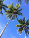 a group of palm trees against a blue sky
