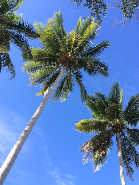 a group of palm trees against a blue sky