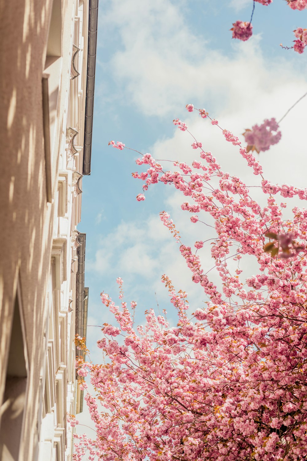 a tree with pink flowers in front of a building