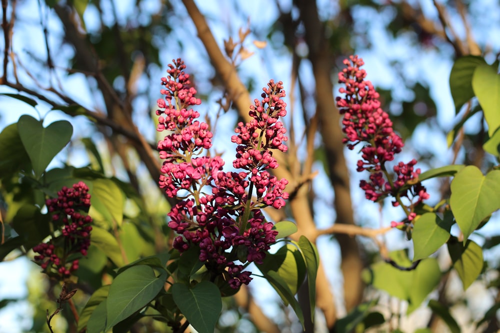 a close up of a tree with purple flowers