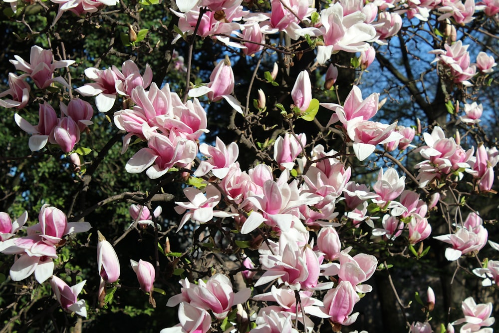 pink flowers are blooming on a tree