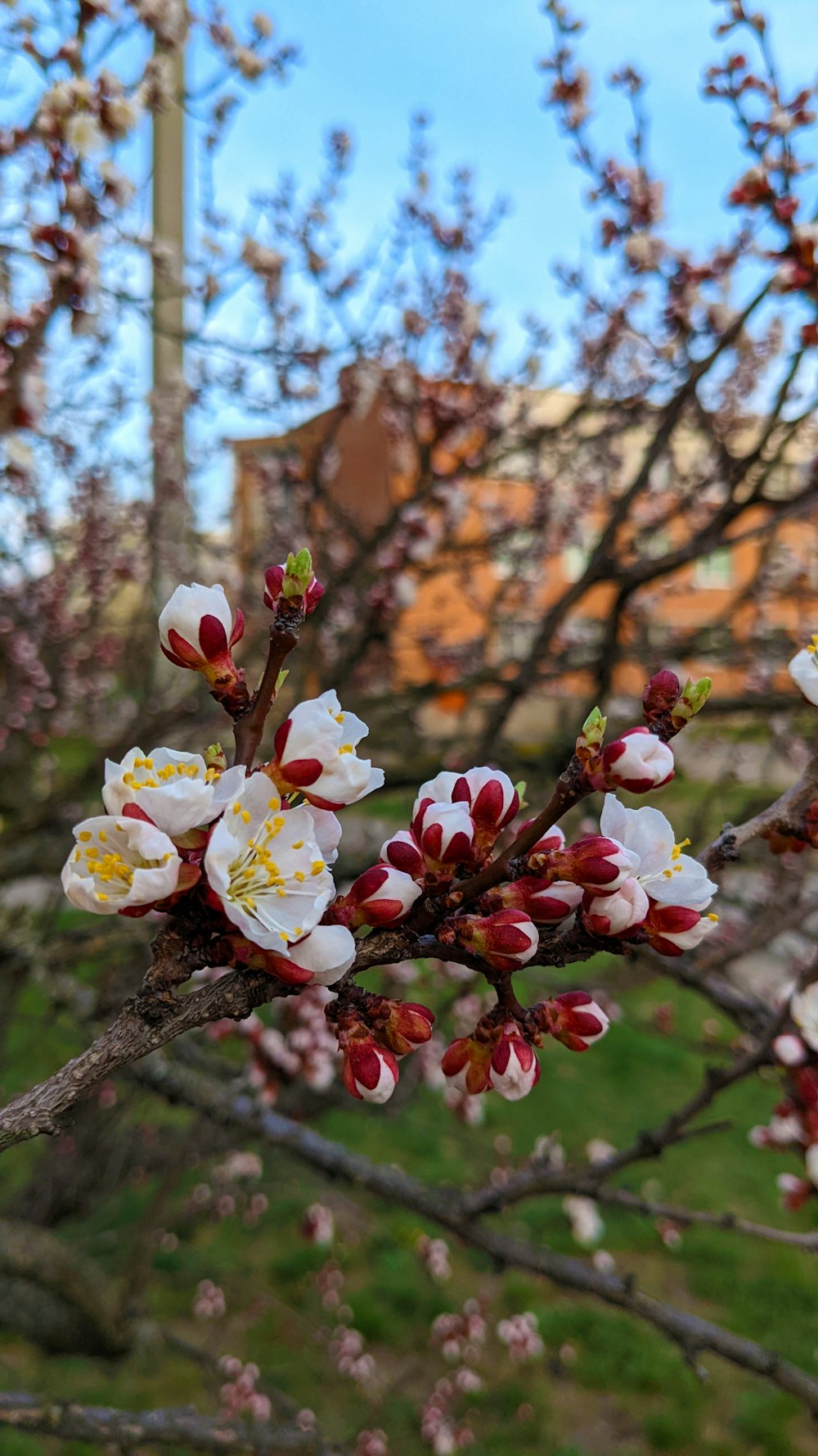 a branch with white and red flowers in front of a building