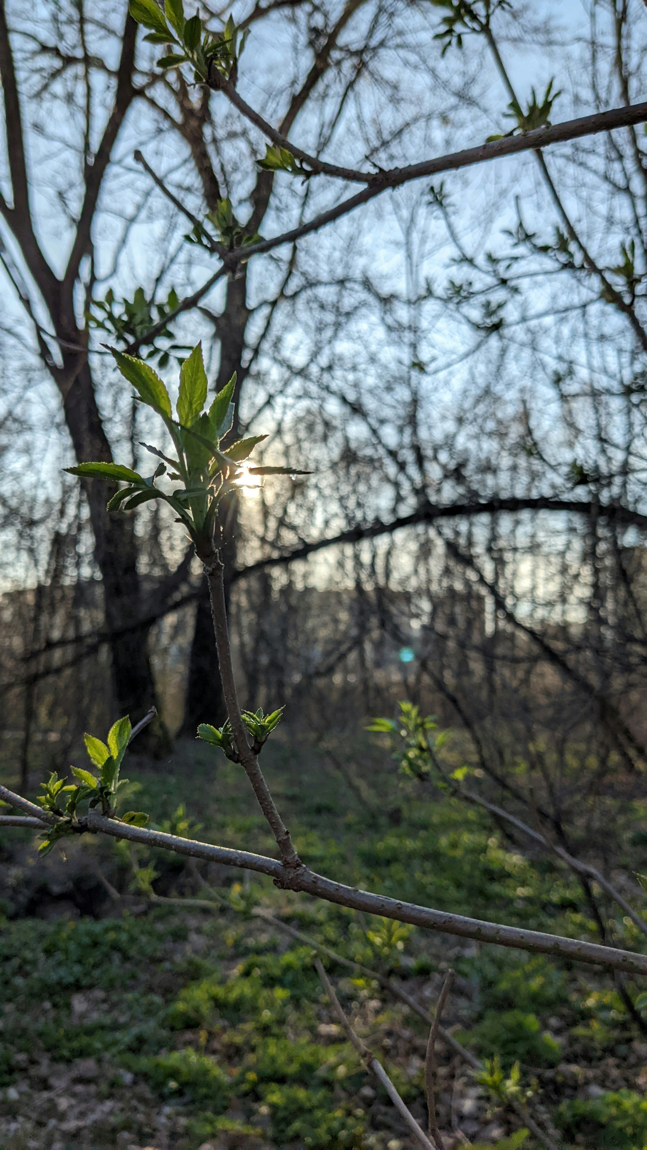 the sun is shining through the branches of a tree
