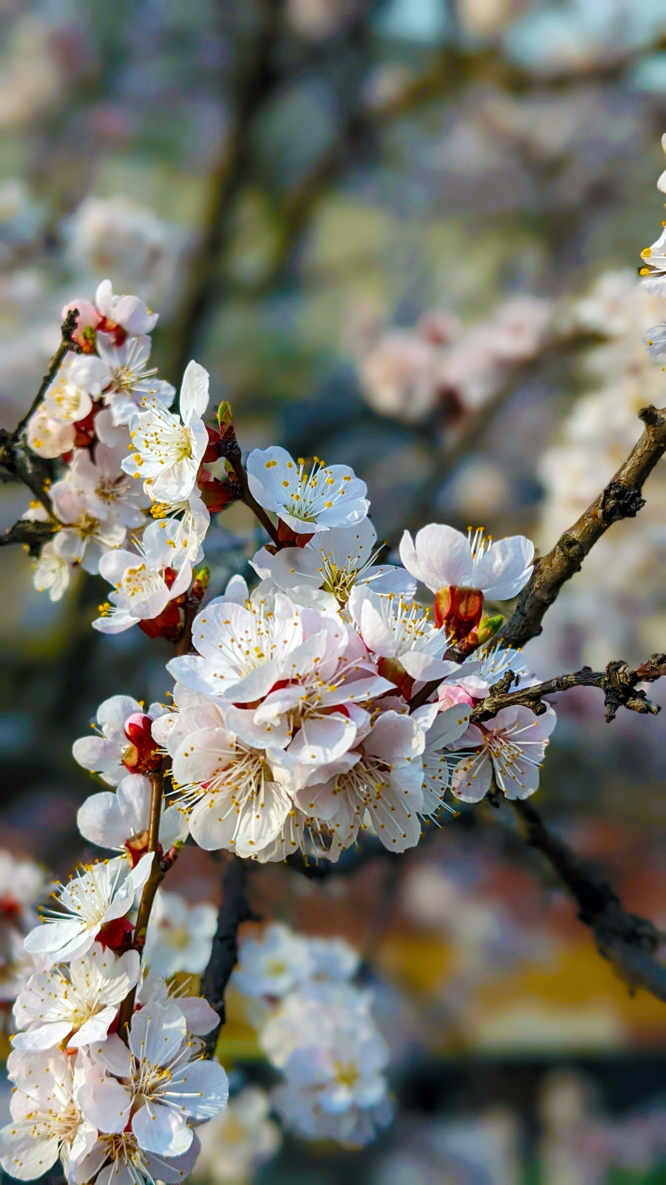 a close up of a tree with white flowers