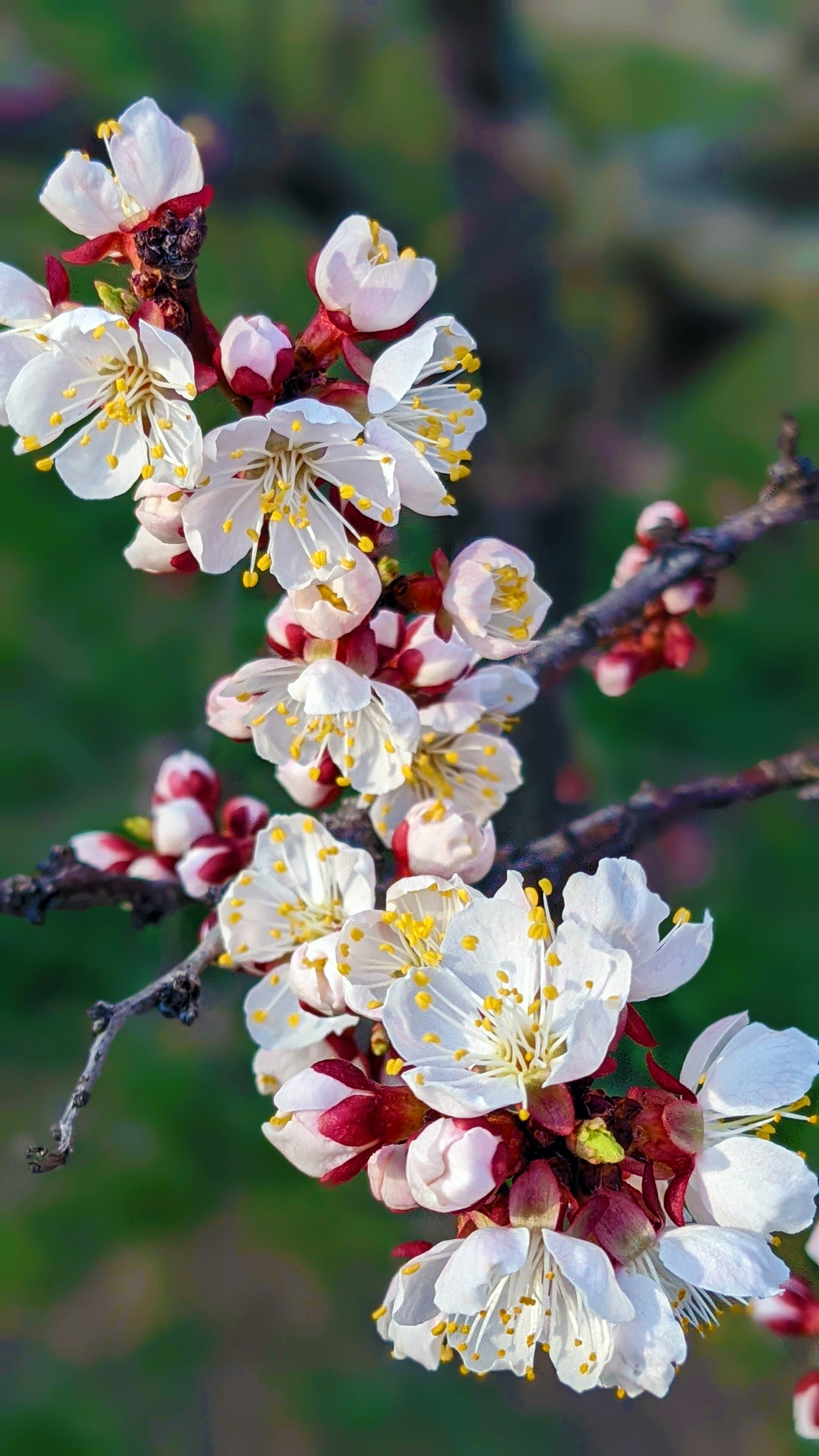 a branch with white and red flowers on it