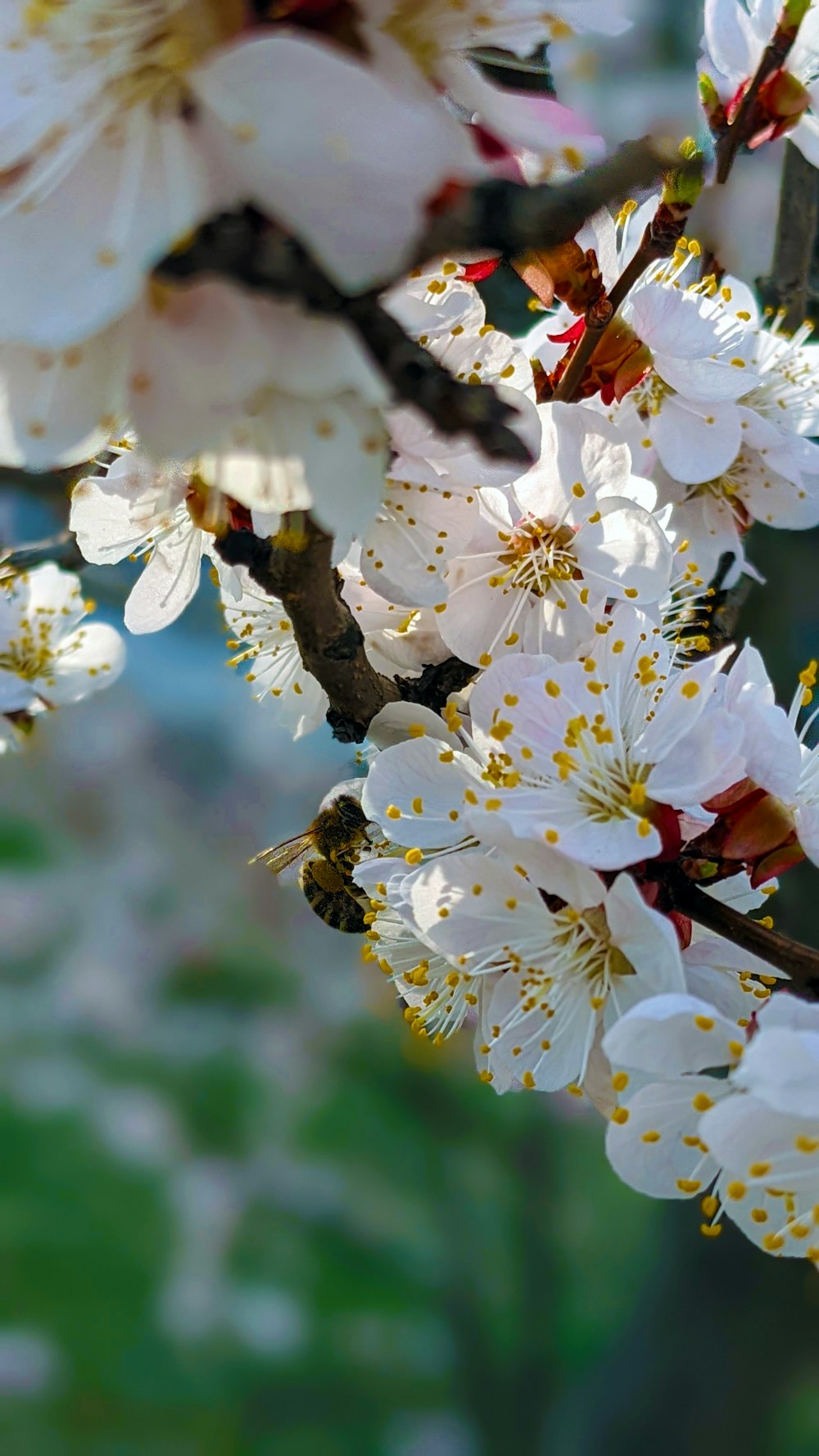 a bunch of white flowers on a tree