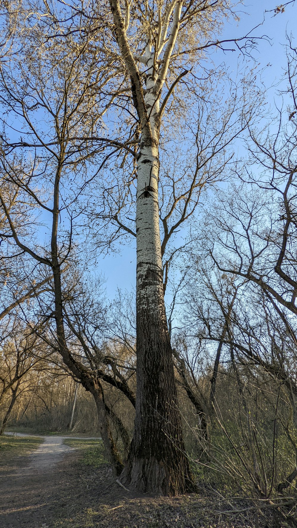 a tree with no leaves on it near a dirt road