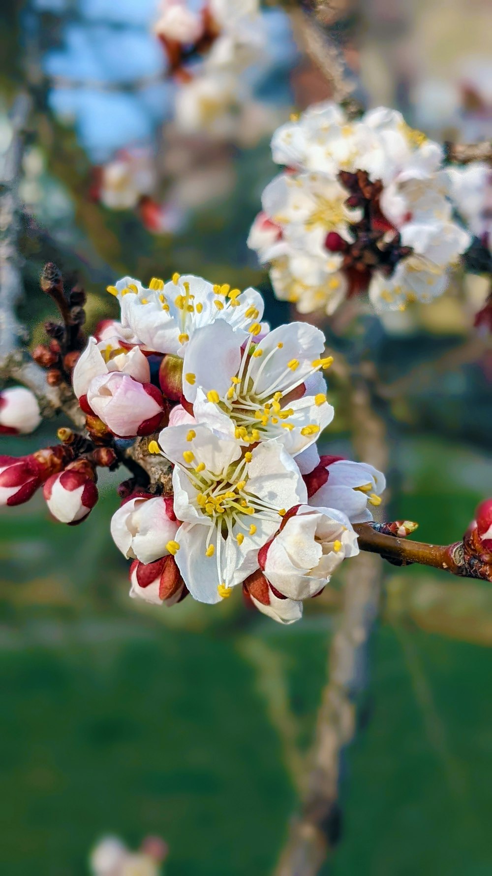 a close up of a flower on a tree branch